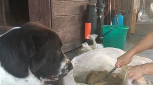 КОРМЛЕНИЕ АЛАБАЯ. Пример из личного опыта. Разделывание рубца и сам процесс кормления.