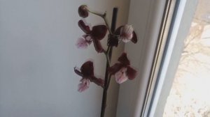 ПОКУПКА ОРХИДЕИ _ реанимашка-уценка орхидея. КАОДА - самая черная орхидея
