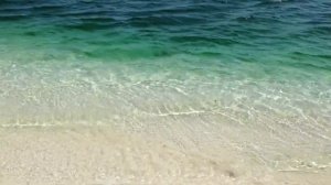 Барракуда охотится