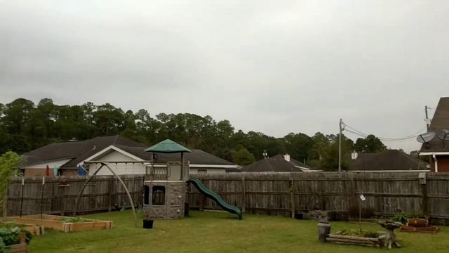 Red Texas Star Hibiscus Seed Harvest смотреть онлайн