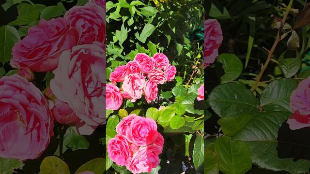 Цветы розы #природа #Naturelove #Растения #Красиваяприрода #Красивыецветы #лето2024 #Пчела