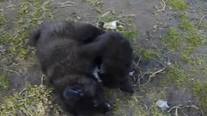 Монгольская овчарка-банхар, п-к Монголдог.