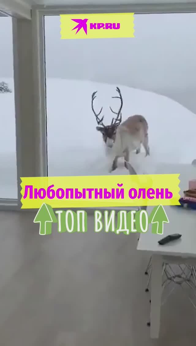 Любопытный олень