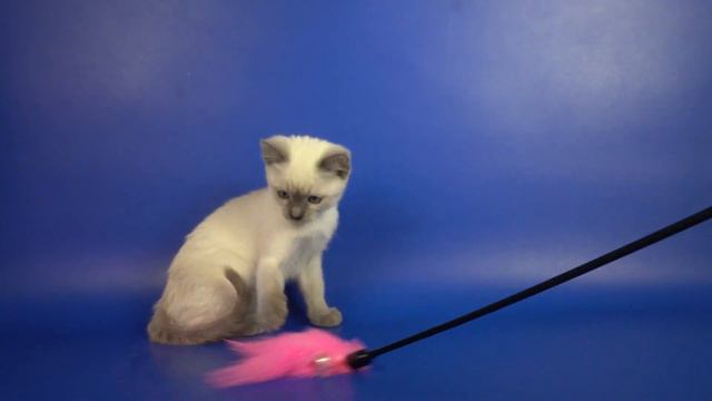 Тайская девочка Fancy Gamlet, 2 месяца 6 дней, окрас блю-пойнт смотреть онлайн