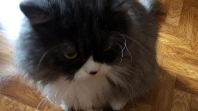 Кот- котофеевич