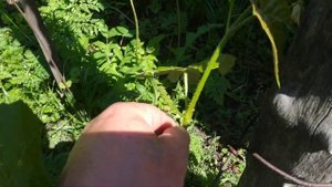 Виноград. Мускат розовый. Разная обрезка .Результат???