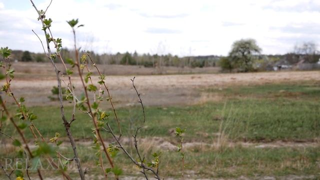 НА ЛУГУ. Пение птиц, стрекотание кузнечиков. Пролеты насекомых. Звуки природы для Релакса, Медитаци смотреть онлайн