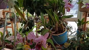 Cattleya percivaliana из питомника H&R Nurseries на Гавайях.