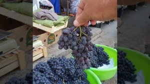виноград Средней Азии!