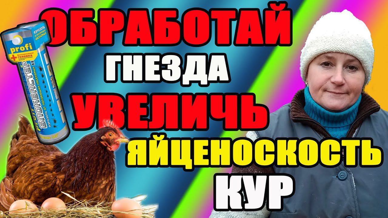 Обработай гнезда кур - увеличь яйценоскость. Как часто обрабатывать и чистить гнезда у кур.