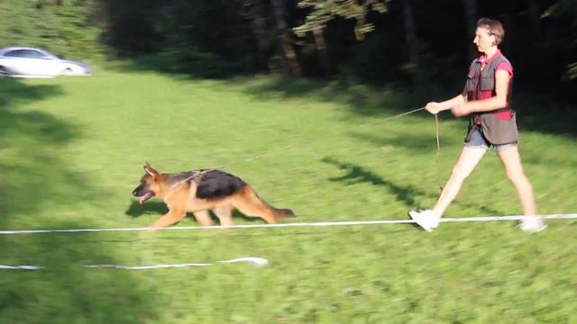 Sheih v. Haus Kribor (Rolls Roys vom Aleks Birkenstrasse - Valdzage Zlata Premiera) смотреть онлайн