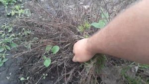 санталина обрезка весной