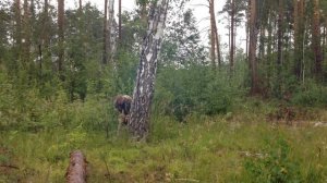 Завалил березку бензопилой Defort DPC-2018