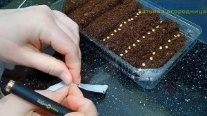 Перец ВСХОДИТ ЩЁТКОЙ после такого посева! Быстрые, дружные всходы 100%