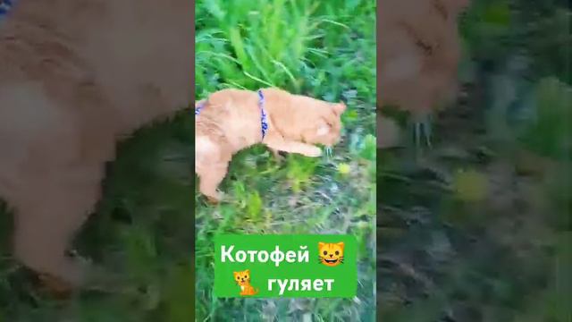 Котофей гуляет #кот #прогулка #помощь #содержание #еда