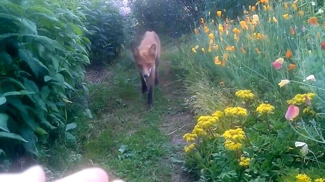 лиса смотреть онлайн