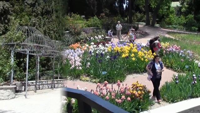 22. Крым. Ялта. Никита. Ботанический сад. Выставка ирисов. Часть 2. Май, 2016 год. смотреть онлайн