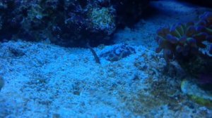 Коралл Эуфилия Молоточковая и морская улитка Бабилония