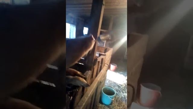 Свинья пьёт молоко из бутылочки смотреть онлайн