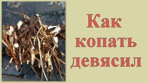 Как копать девясил