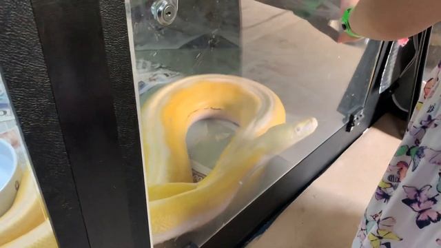 6 year old giving 16ft Reticulated Python a health check смотреть онлайн