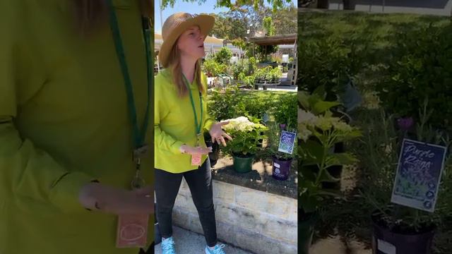 Plant design ideas for your garden