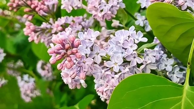 Семь узелков на сладкую жизнь. смотреть онлайн