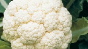 Лучшие сорта цветной капусты для выращивания