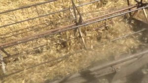 Уборка пшеницы после града - есть ли смысл? Первый опыт работы  стеблеподъемниками