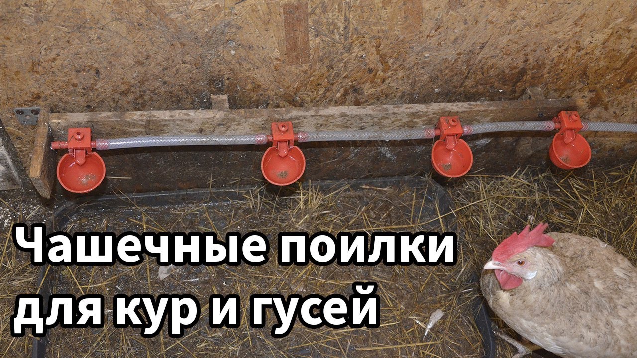 Чашечные поилки для кур и гусей