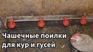 Чашечные поилки для кур и гусей