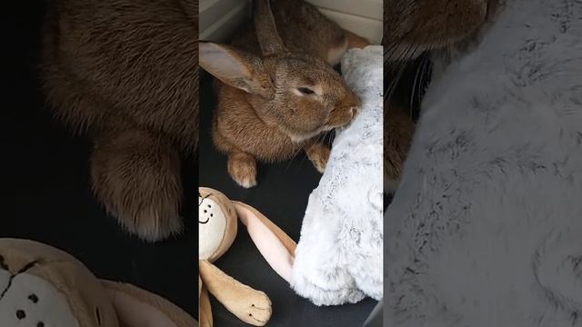 sleepy bunny licking