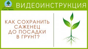 Как сохранить саженцы до посадки? Видеоинструкция от питомника Сады Урала