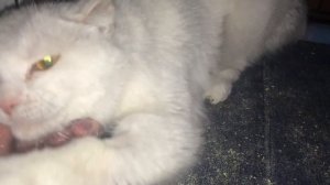 Кот Сахарок