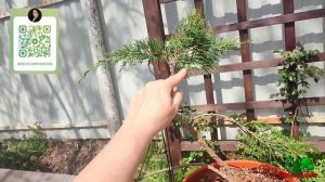Как сделать ниваки из можжевельника.