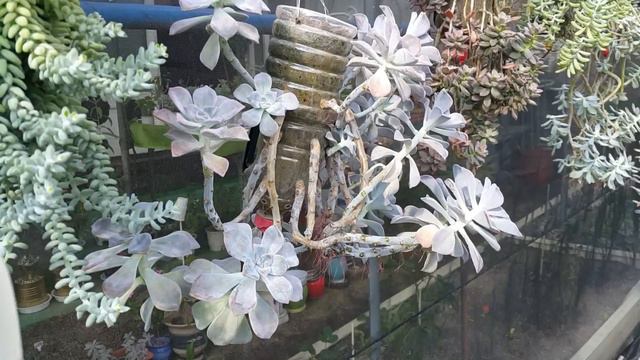 업사이드다운으로 1년 키운 다육이 관리하기 ; 거꾸로 키우는 다육이 관리 ; 청옥 ,을려심,고스티,퍼플딜라이트,프리티 ; succulents ; suculentas ; 多肉植物 смотреть онлайн