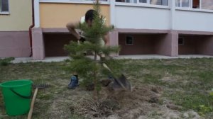 Как посадить дерево? Сосна обыкновенная