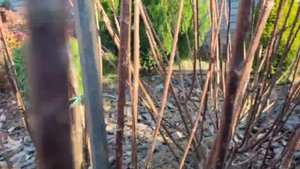 ПРОГУЛКА ПО САДУ НОЯБРЬ 2023г.: новый миксбордер, формировка пузыреплодника, магнолии, Коузо Сатоми