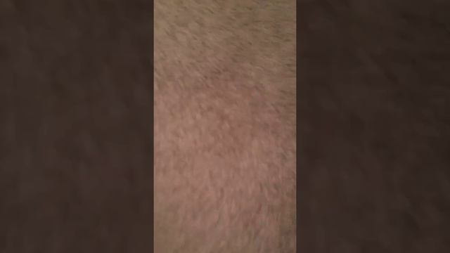 Blue Velociraptor butt and the trex and the Munchkin rex is not blue Velociraptor fred смотреть онлайн