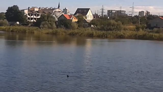 ДИКИЕ УТКИ ЛЫСУХИ. Наблюдение за животными. Никита Нюняев, Одесская область, октябрь 2017 смотреть онлайн