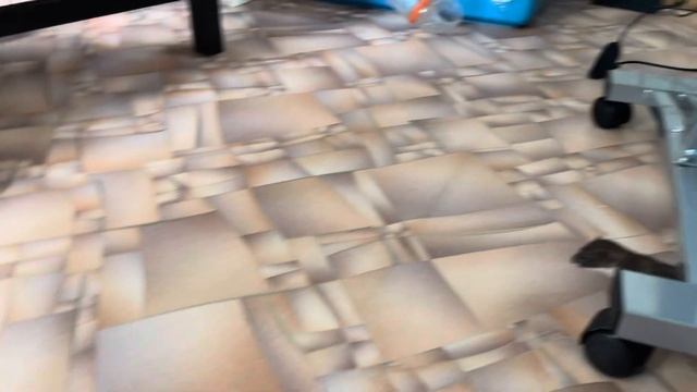 Ласка и 2 хорька. Weasel and 2 ferrets смотреть онлайн