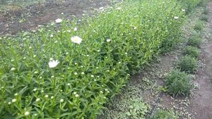 Цветок на котором можно не плохо заработать.Ромашка(невянник)