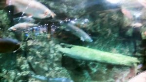 Магазин Охоты и Рыбалки в Америке | Жизнь в США 2021 | Магазин Cabelas в США