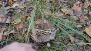 Грибы в конце сентября, Ленинградская область. Боровики, Грузди чёрные и белые.