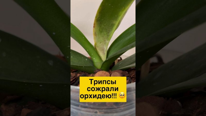 #Orchideen #Verpflanzung #OrchcideenFortpflanzung #орхидеи #трипс #орхидеиуход