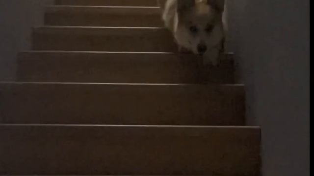 Корги Максяш спускаться с лестницы ?!!! смотреть онлайн