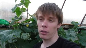 Огурцы на гидропонике, Урожай. 1.5 (cucumbers hydroponically)