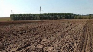 Подготовка почвы к посеву моркови