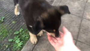 СПАСЕНИЕ ЩЕНКА. СРОЧНО!!! СМОТРЕТЬ ВСЕМ!!!