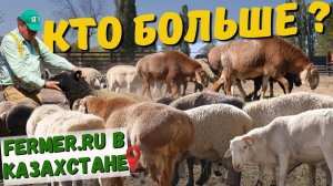 Дорпер, Саффолк, Тексель, или Эдильбай? Взвешивание баранов-производителей в хозяйстве Алаколь-Агро.